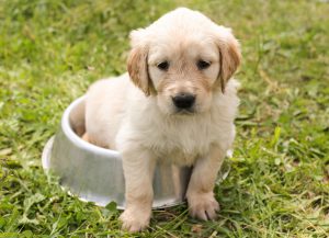 Ernährung eines Hundewelpen - von der Geburt bis zum ausgewachsenen Hund